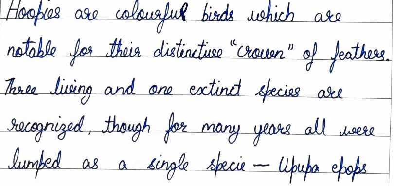 Handwritten field note by Grade 7 — Hoopoes